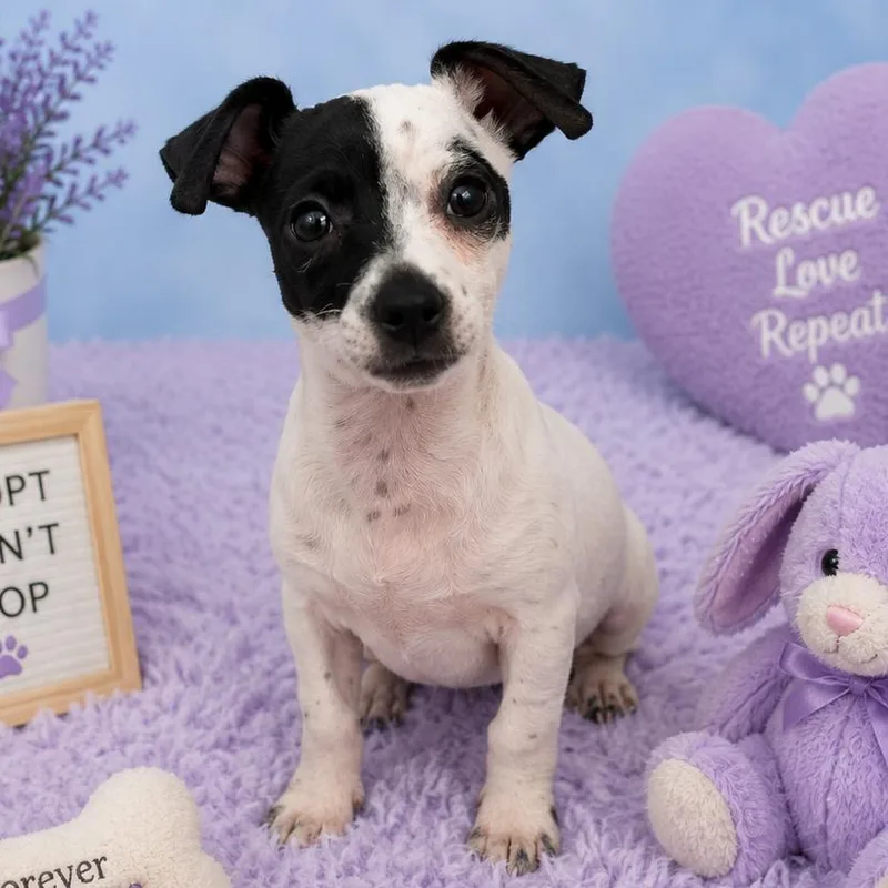A baby small-sized female White / Cream Chihuahua dog named Female for adoption in Kissimmee, FL