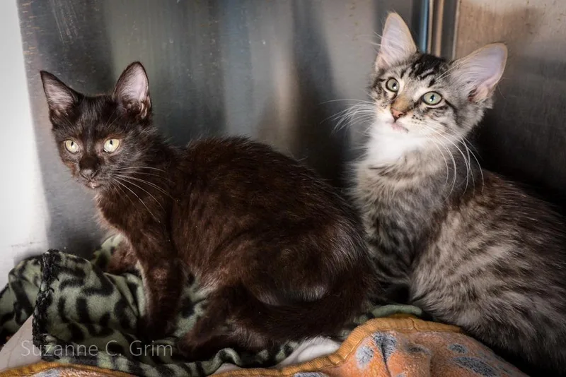 Periwinkle thumbnail 2