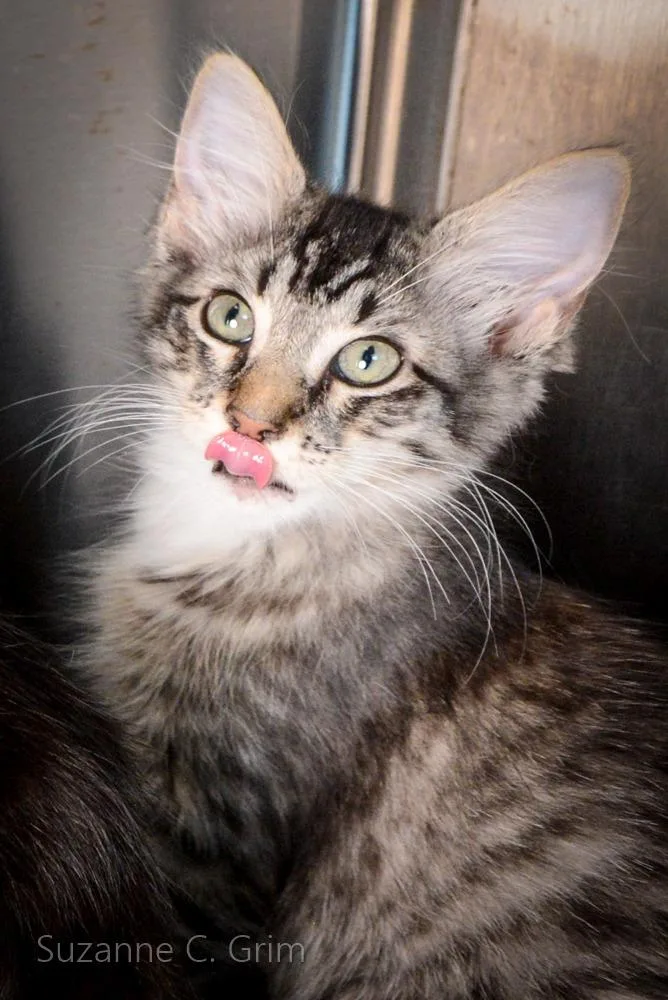 Periwinkle thumbnail 3