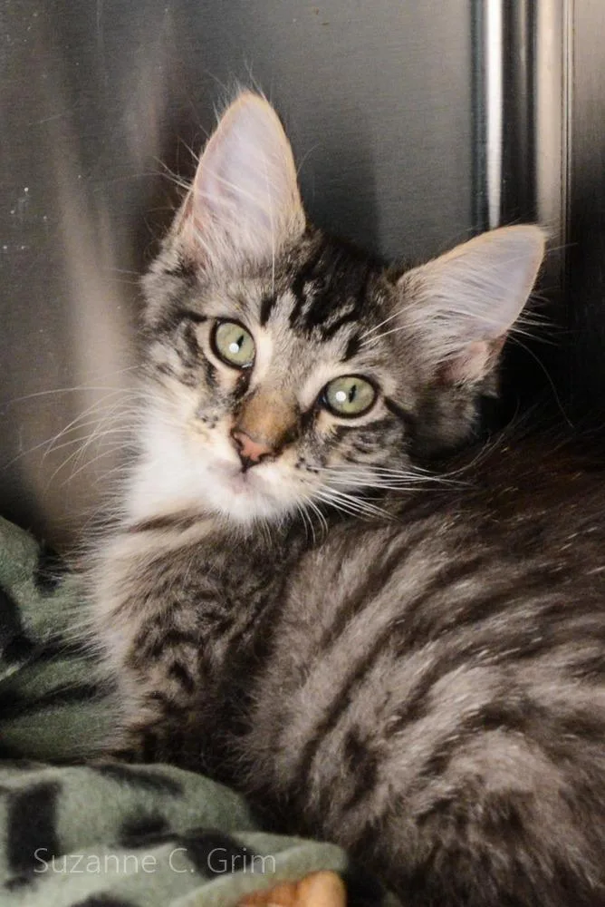 Periwinkle thumbnail 4