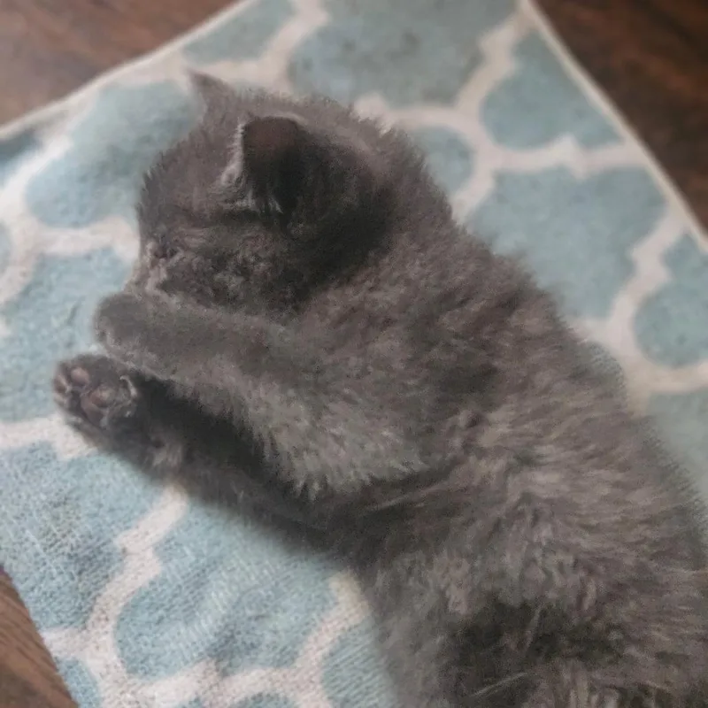 A young small-sized female Gray / Blue / Silver Russian Blue cat named Tessa  Urgent Medical for adoption in Ringtown, PA