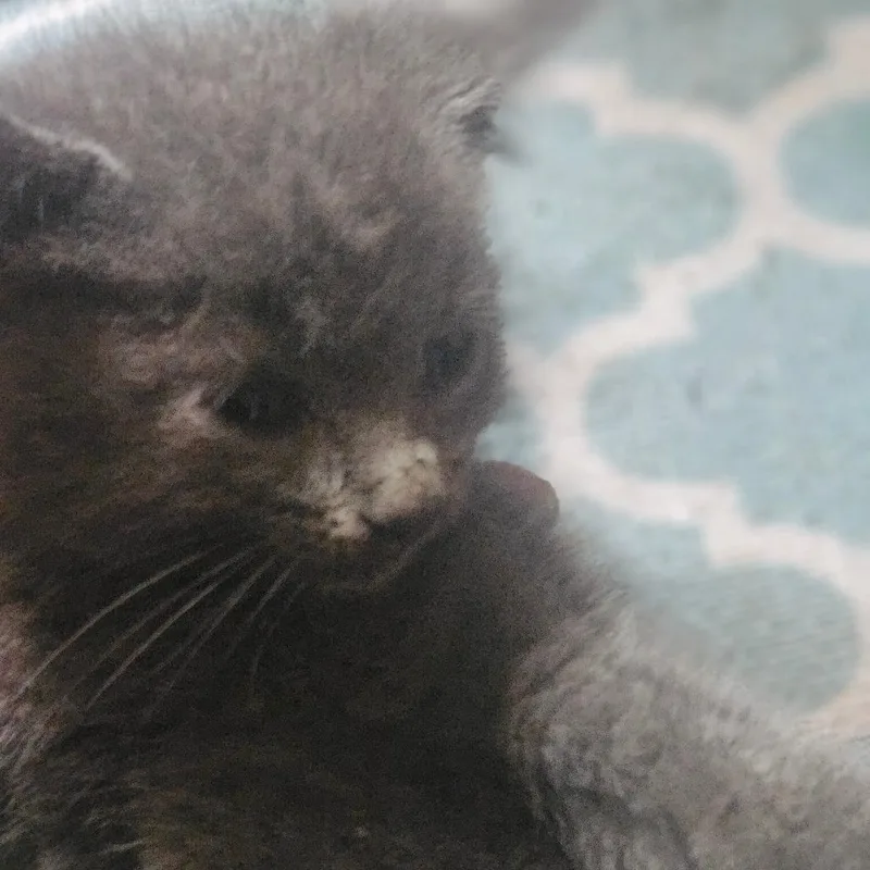 Tessa  Urgent Medical thumbnail 2