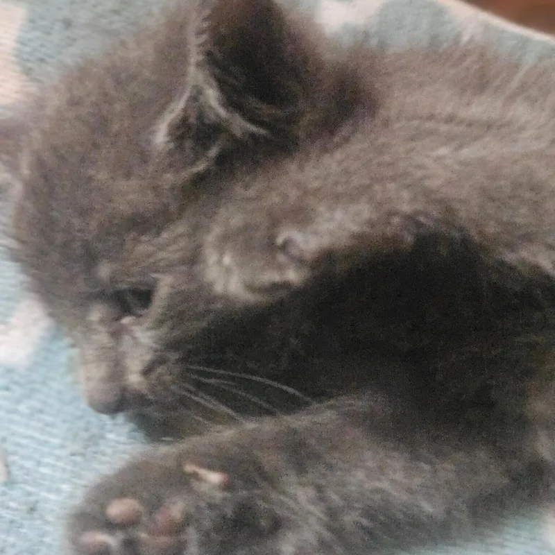 Tessa  Urgent Medical thumbnail 3