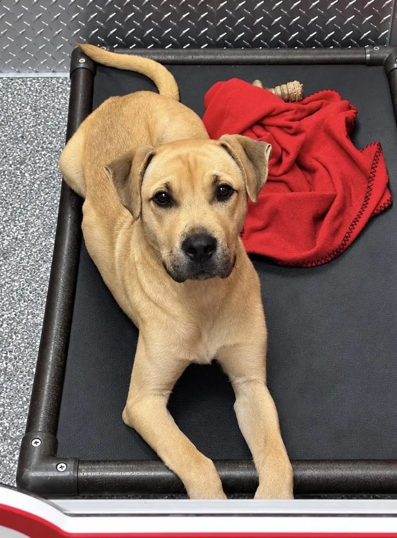 A young medium-sized male Apricot / Beige Pit Bull Terrier dog named Moose for adoption in White Cloud, MI