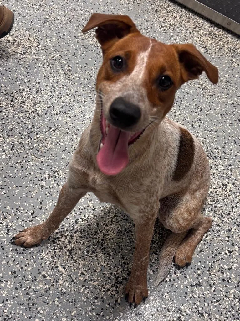 A baby medium-sized female Australian Cattle Dog / Blue Heeler dog named Tulip for adoption in Seven Points, TX