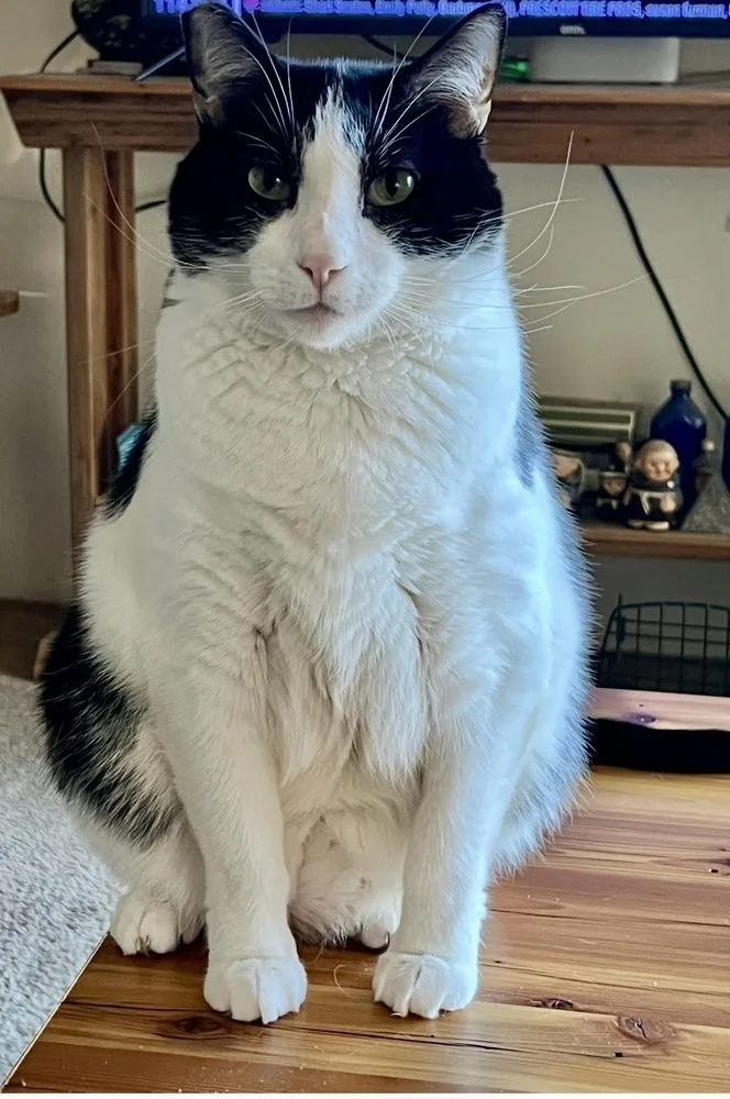 An adult medium-sized male Domestic Short Hair cat named Felix for adoption in Dallas, TX