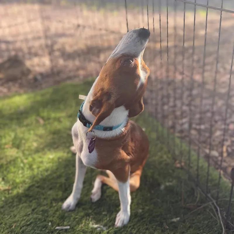 A young small-sized female Brown / Chocolate Chihuahua dog named Ginger for adoption in Phoenix, AZ