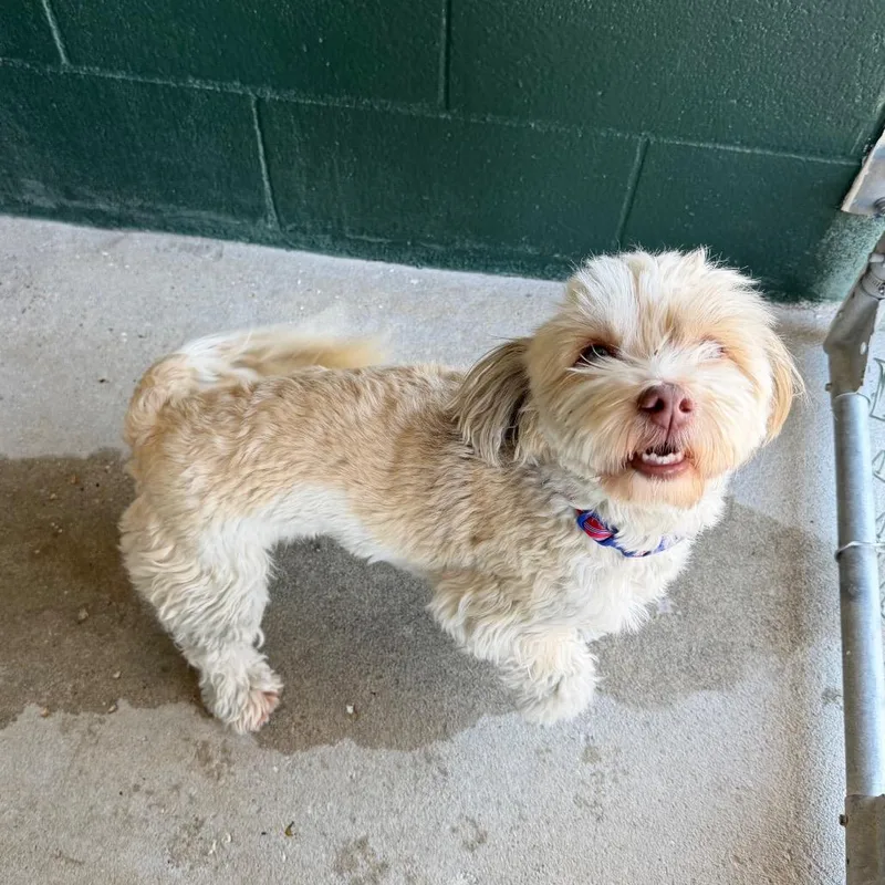 An adult small-sized female White / Cream Shih Tzu dog named Pixie Hollow for adoption in Carencro, LA