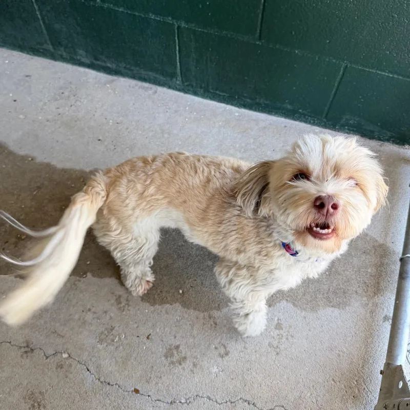 Pixie Hollow thumbnail 2