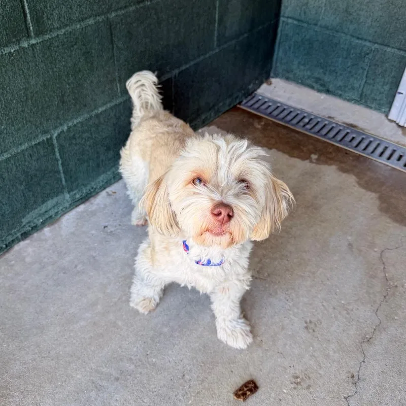 Pixie Hollow thumbnail 3