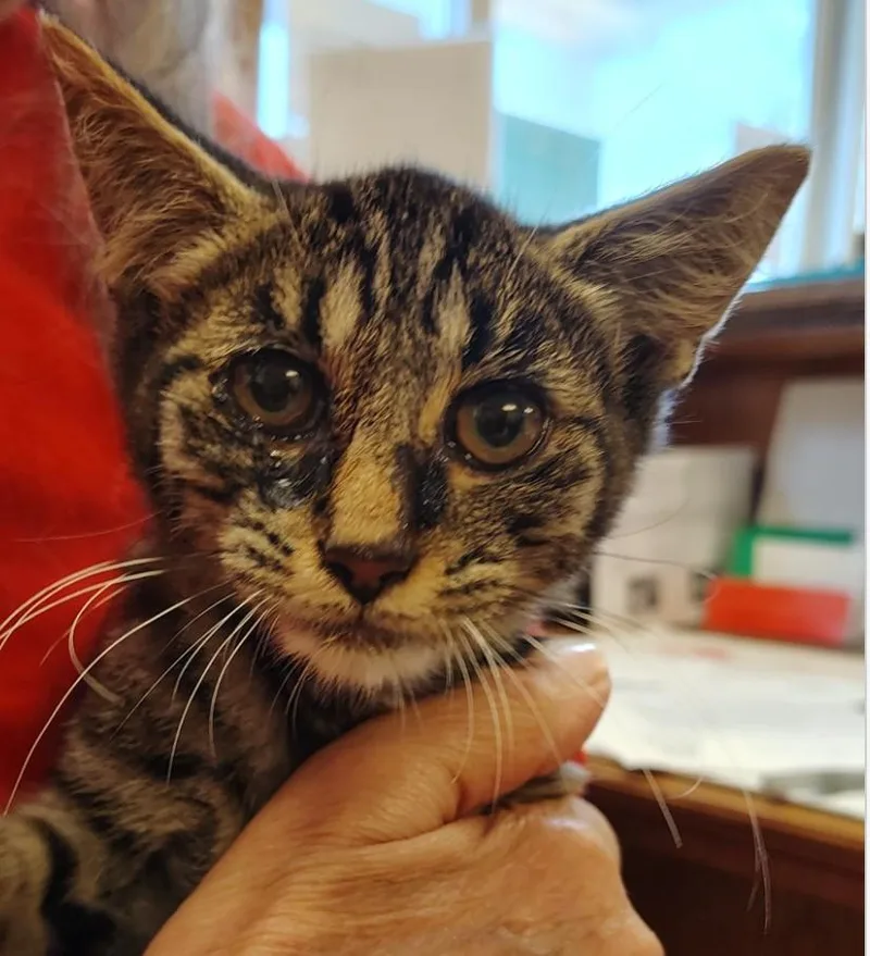 A baby small-sized male Domestic Short Hair cat named George for adoption in Indiana, PA