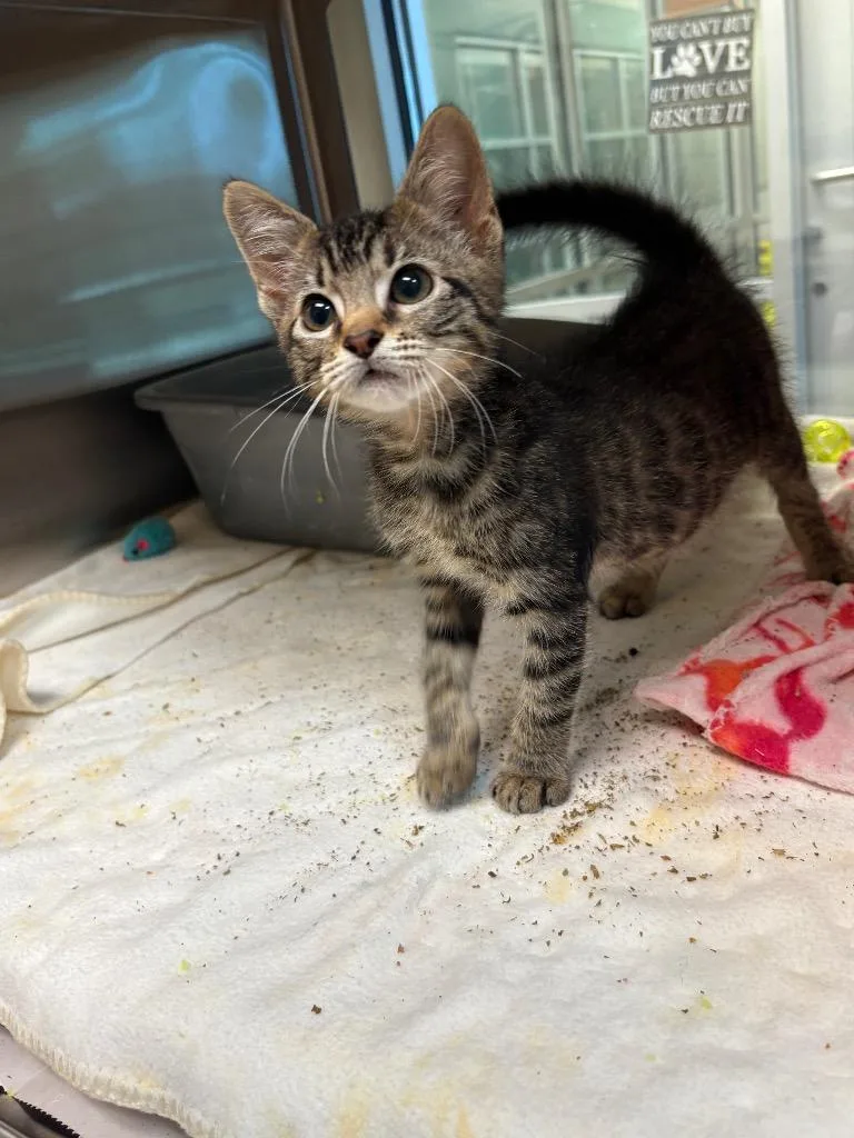 A baby small-sized male Domestic Short Hair cat named Buzz for adoption in Seguin, TX