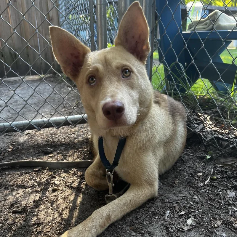 A young medium-sized male Yellow / Tan / Blond / Fawn Shepherd dog named Honey Dew for adoption in Summerville, SC