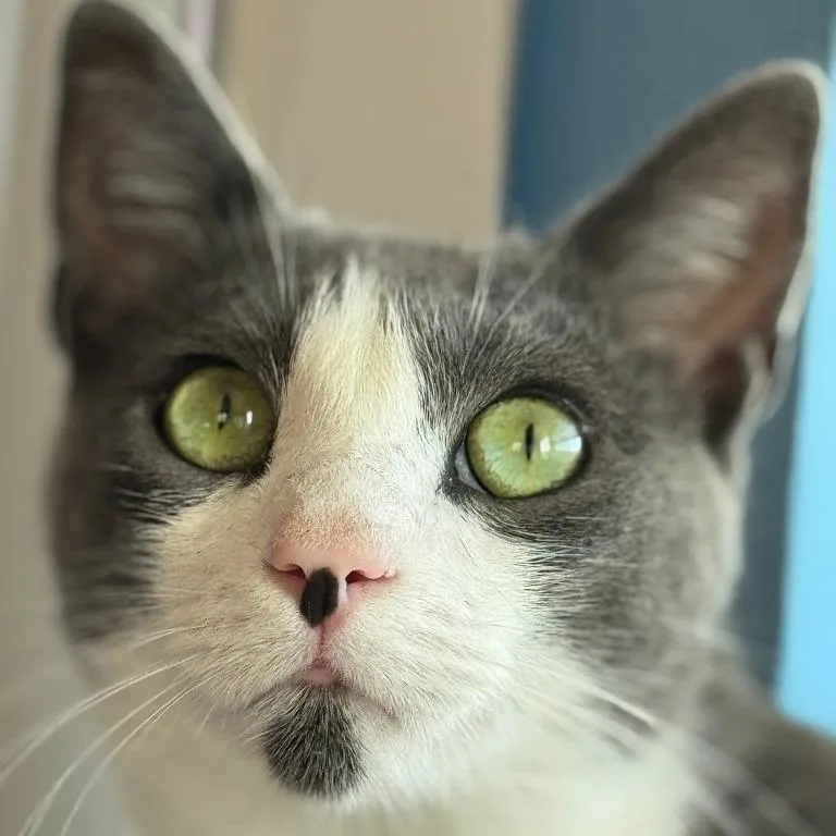 An adult large-sized male Gray / Blue / Silver Domestic Short Hair cat named Hasan for adoption in Los Angeles, CA