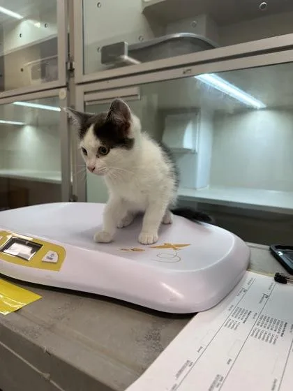 A baby small-sized male Domestic Short Hair cat named Cabo for adoption in Bellevue, WA