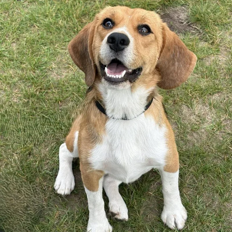 A young medium-sized male Black Beagle dog named Linus for adoption in Escanaba, MI