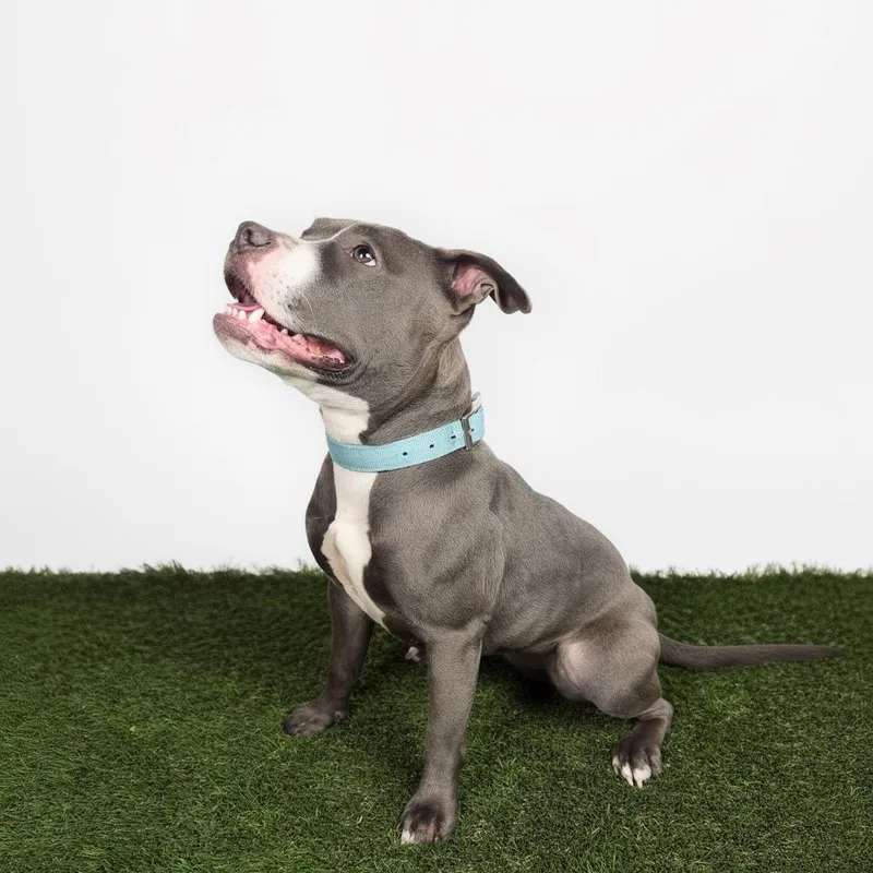 Goobella thumbnail 4