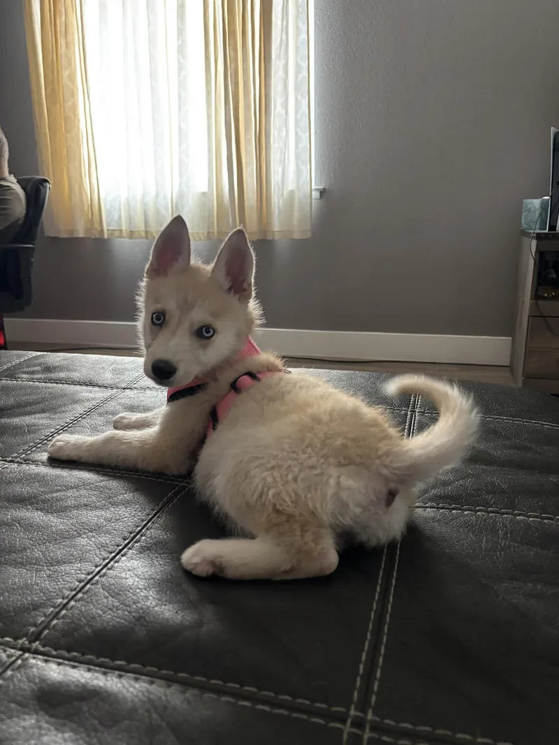 Miska