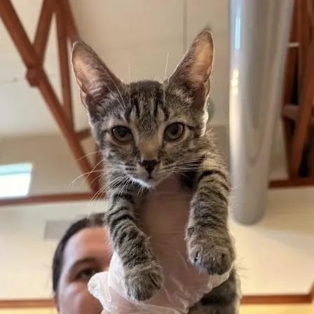 A baby small-sized female Brown / Chocolate Domestic Short Hair cat named Camilla for adoption in Lynchburg, VA
