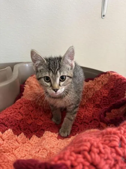 A baby medium-sized female Tabby (Gray / Blue / Silver) Domestic Short Hair cat named Metaphase for adoption in Steamboat Springs, CO