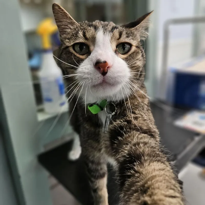 A senior large-sized male Brown / Chocolate Domestic Short Hair cat named Dexter for adoption in Lakewood, CO