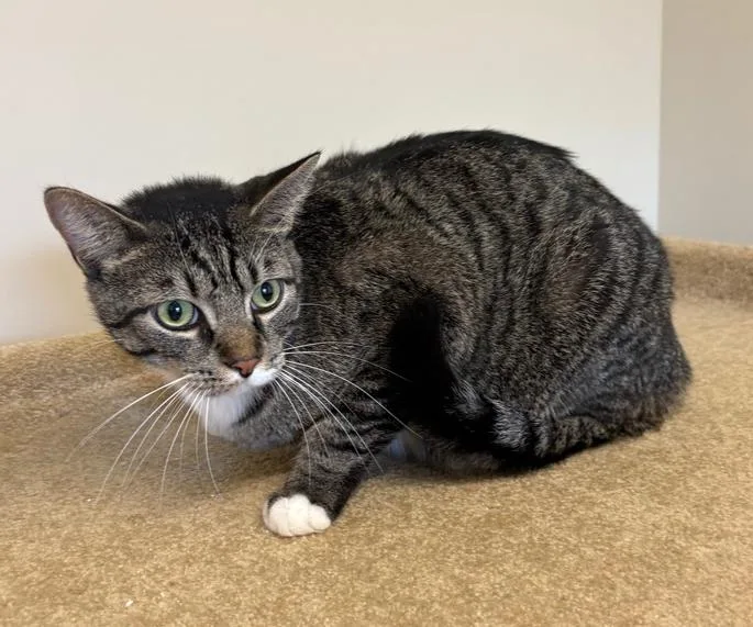 An adult large-sized male Domestic Short Hair cat named Russell for adoption in Rochester, IN
