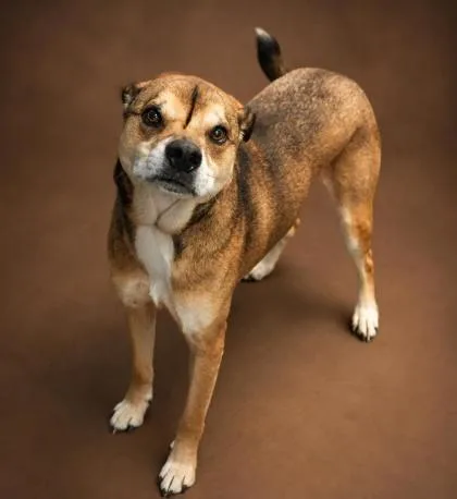 An adult medium-sized male Shepherd dog named Tucker for adoption in Bowling Green, KY