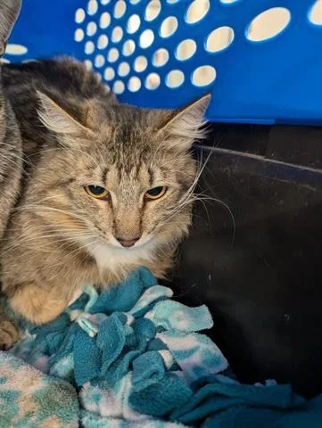 An adult large-sized female Domestic Short Hair cat named Edamame for adoption in San Martin, CA