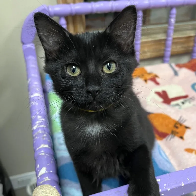 A baby small-sized female Domestic Short Hair cat named Velvet for adoption in Arlington Heights, IL