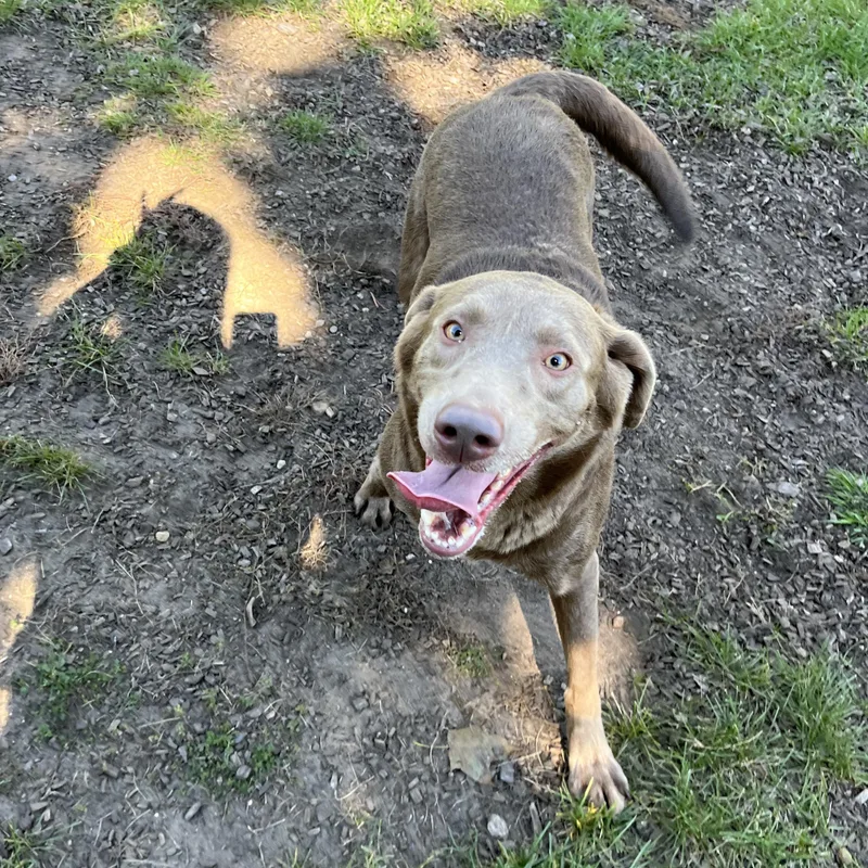 An adult large-sized female Labrador Retriever dog named Moon for adoption in Mount Pleasant, MI