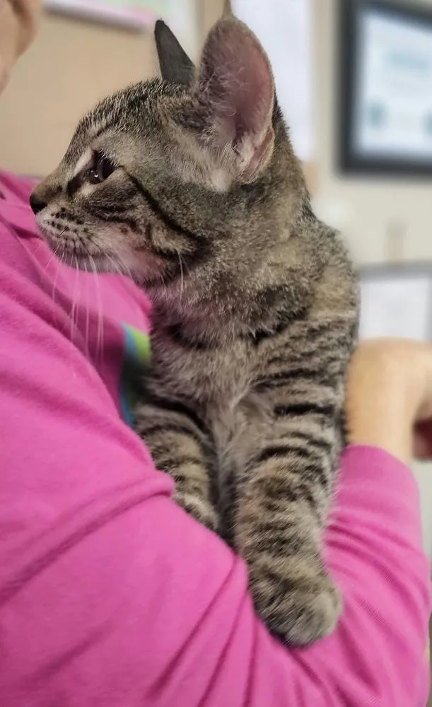 A baby small-sized female Brown / Chocolate Domestic Short Hair cat named Fiona for adoption in Fremont, NE