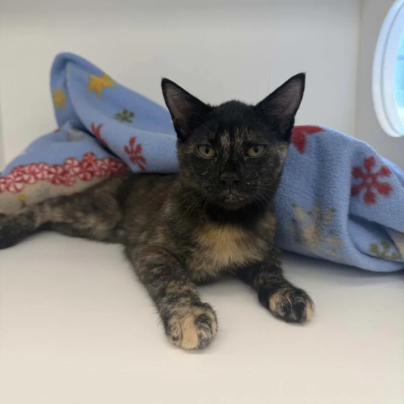 A baby small-sized female Tortoiseshell Domestic Short Hair cat named Portia for adoption in Beaumont, TX