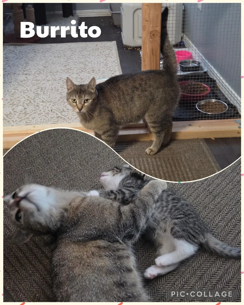 An adult medium-sized female Tabby (Brown / Chocolate) Domestic Short Hair cat named Burrito for adoption in Newberg, OR