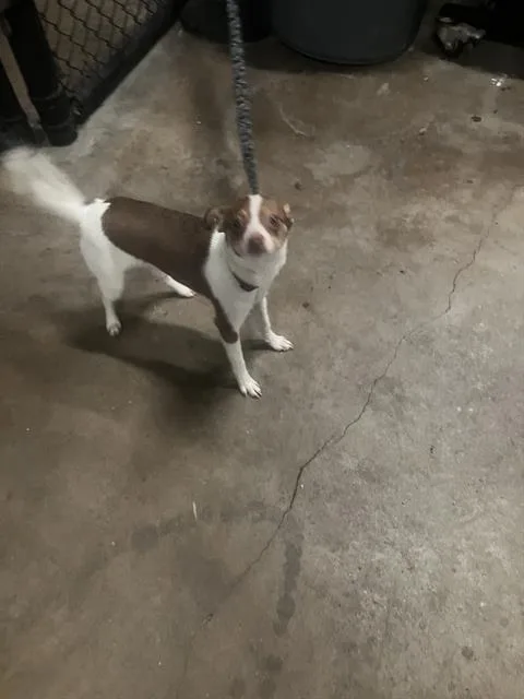 Lulu