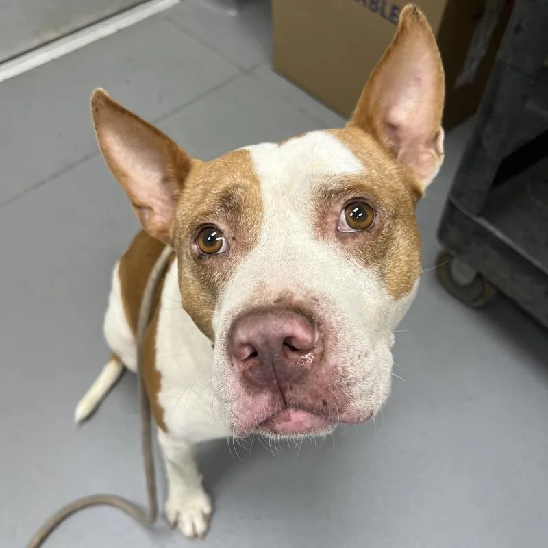 A senior large-sized male Brown / Chocolate Mixed Breed dog named StrayFairchildDrive"DJ" for adoption in Columbus, GA