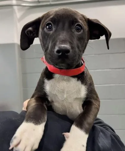 A baby medium-sized female Mixed Breed dog named Zuppa for adoption in West Chester, PA