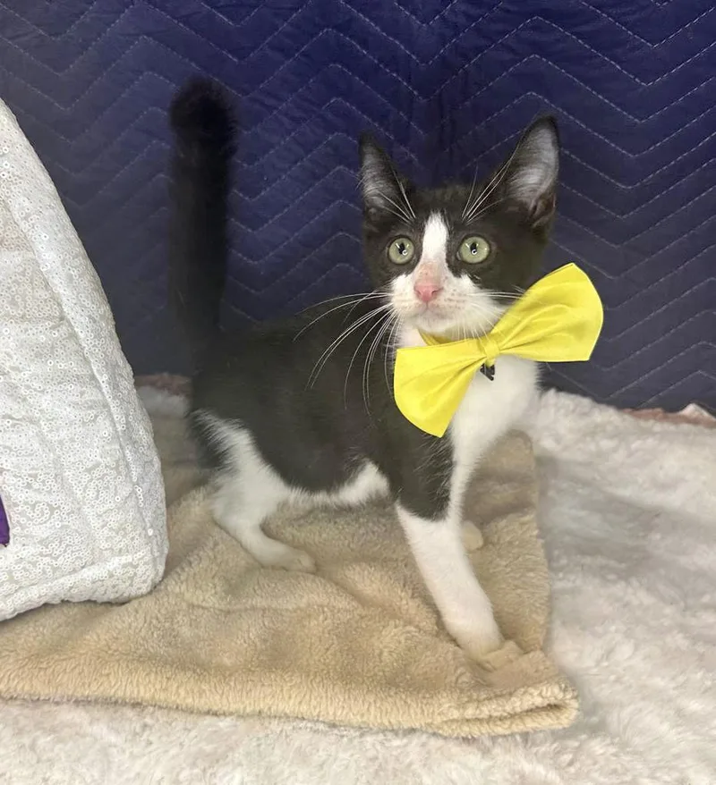 A baby medium-sized male Black & White / Tuxedo Domestic Short Hair cat named Benjamin for adoption in Margate, FL