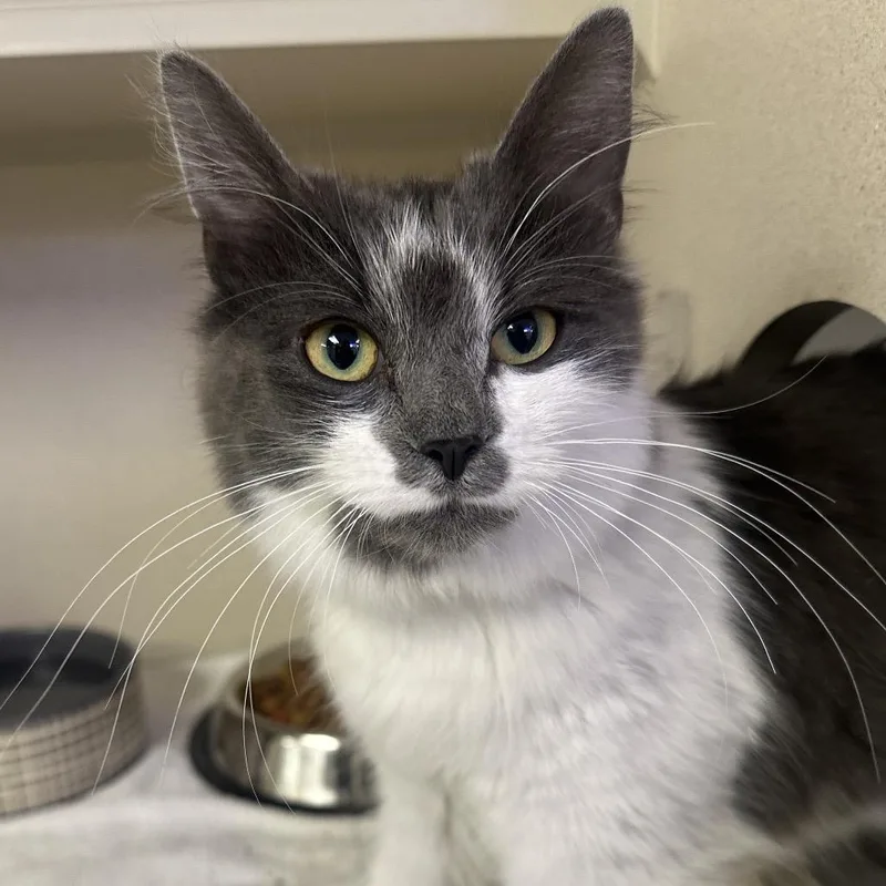 A young medium-sized female Gray / Blue / Silver Domestic Medium Hair cat named Juliette for adoption in Wantagh, NY