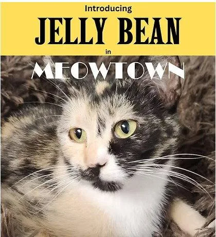 A young medium-sized female Domestic Short Hair cat named Jelly Bean for adoption in Herndon, VA