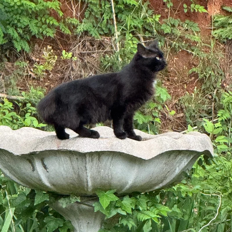 A young medium-sized female Black Domestic Short Hair cat named McMuffin for adoption in Warrior, AL
