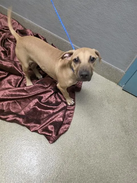 A young small-sized male Pit Bull Terrier dog named Slinky for adoption in Las Vegas, NV