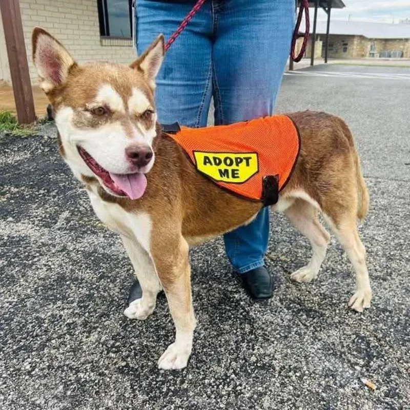 Meatball thumbnail 2