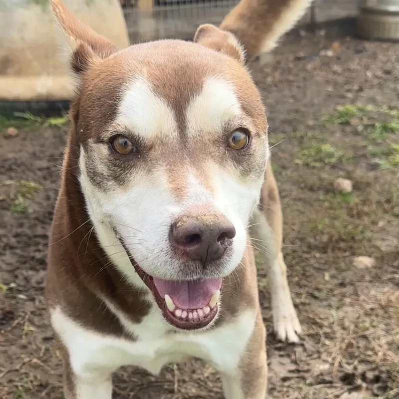 Meatball thumbnail 3