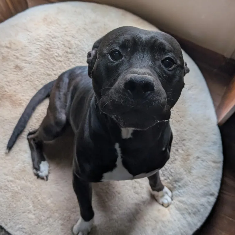 An adult large-sized male Black Pit Bull Terrier dog named Floki for adoption in East Flat Rock, NC