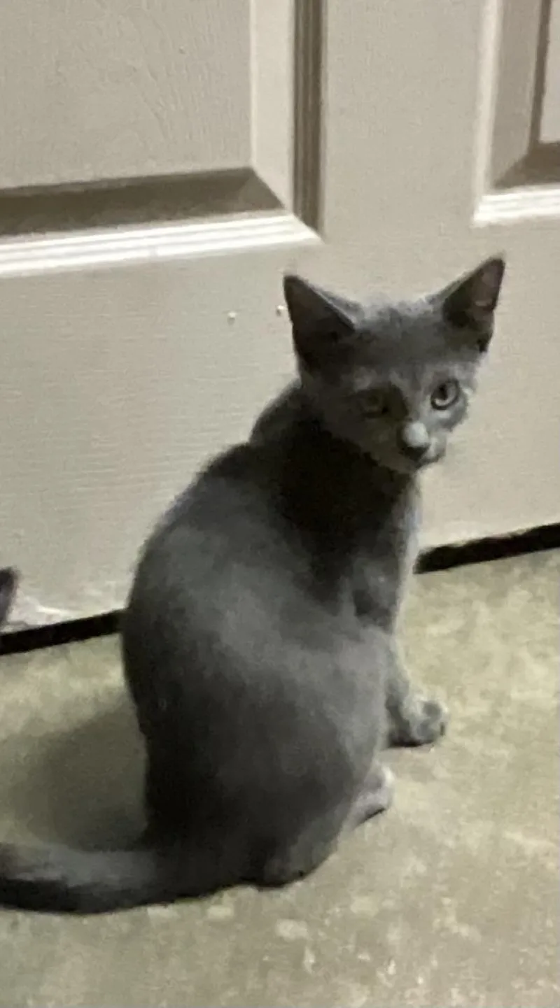 A baby large-sized male Gray / Blue / Silver Russian Blue cat named Sprint for adoption in Avonmore, PA