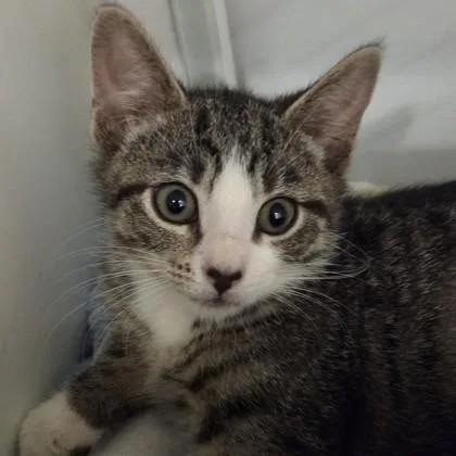 A baby small-sized female Domestic Short Hair cat named Blanche for adoption in Voorhees, NJ