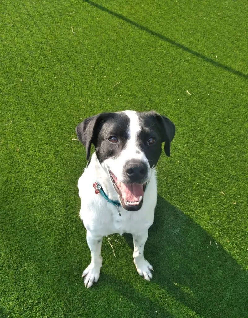 A young medium-sized male English Pointer dog named Wilder for adoption in Dalton, GA