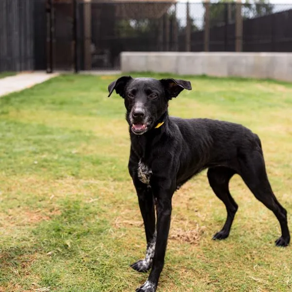 An adult medium-sized female Labrador Retriever dog named Pen Bellini for adoption in Lawrenceville, GA