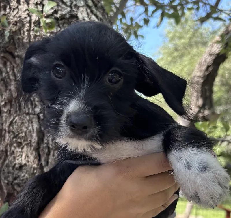 A baby small-sized female Tricolor (Brown, Black, & White) Norwich Terrier dog named Disney Jasmine for adoption in New Braunfels, TX