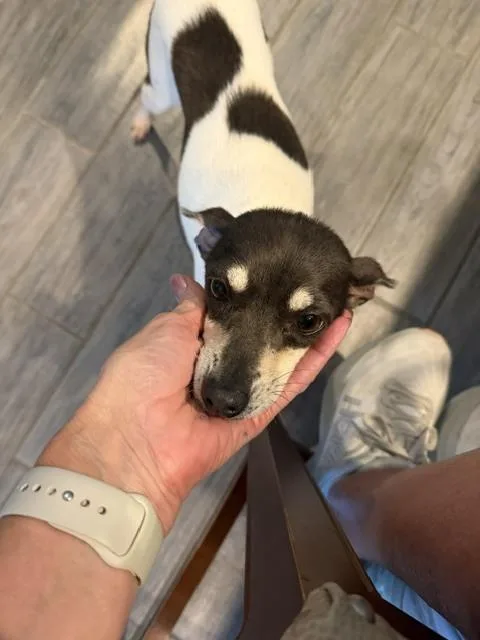 A young small-sized female Terrier dog named Clover for adoption in Plymouth, MI